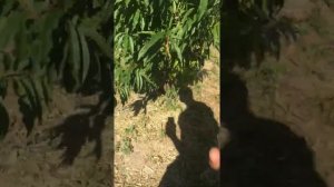 Персик Глория