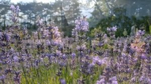 Лавандовое чудо  в Массандровском дворце
