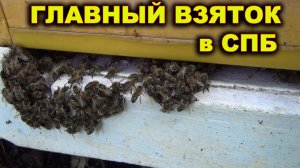 Главный взяток по Питерски.