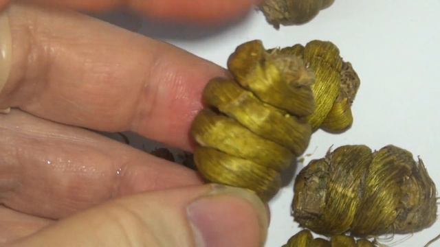 石斛 @ 中藥材展示與記錄 - Dendrobium nobile - Chinese Materia Medica Illustration and Record смотреть онлайн