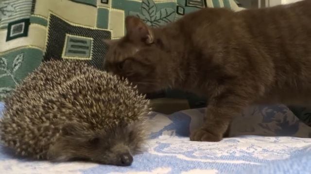 Гость...Что он делает!? Смотреть до конца! смотреть онлайн