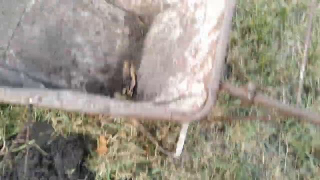 Выкапываем 3-4 летки фундука Тонда ди Джифони и Шедевра смотреть онлайн