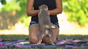 Невиданные щенки! Наши лучшие Американские Булли!