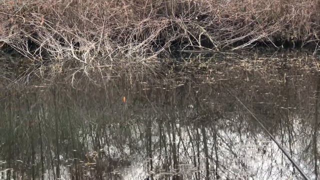 Ловля КАРАСЯ на махову вудку. Рибалка на КАРАСЯ. Ловля карася на поплавок В БЕРЕЗНІ смотреть онлайн