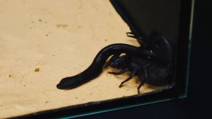ЧТО ЕСЛИ СКОРПИОН УВИДИТ ПИЯВКУ? ВЕРСУС ПИЯВКИ И СКОРПИОНА