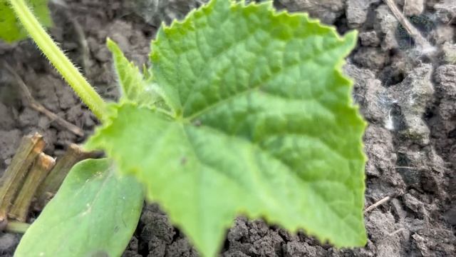 Я был в шоке! После даже дохлые Томаты, Огурцы сразу пошли в рост и не болеют! смотреть онлайн