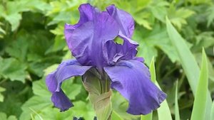 Iris germanica Night Owl