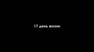 Развитие рачков артемии / Artemia salina