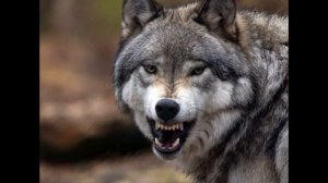Клип /Волки Шаман и Лошади/Clip/Wolfs Shaman and Horse/МОЩЬ ПРИРОДЫ/POWER OF NATURE/