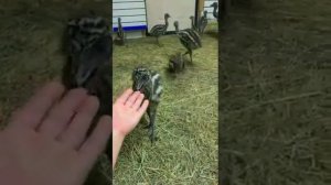 Содержание и разведение страусов.