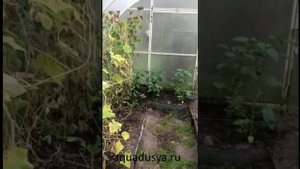 отзыв аквадуси СТАРТ