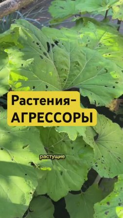 😱🌳Никогда НЕ САЖАЙТЕ эти растения рядом