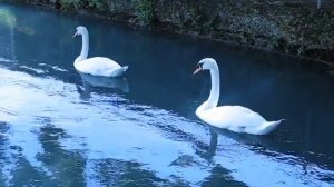 Лебеди на озере в Абхазии.