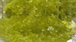 Ищем местечки в лесу, чтобы порисовать?? / ГОБЛИН КОР ❤️