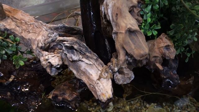 Идея для дизайна аквариума смотреть онлайн