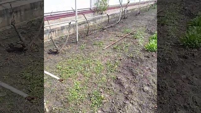 Не только пчелы,но и виноград... смотреть онлайн