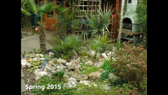 Chamaerops humilis grow rate