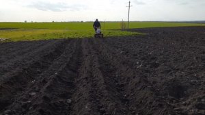 Посадка элитного картофеля под мотоблок!