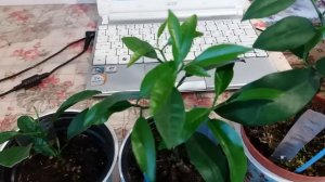 Укоренение Мандарина