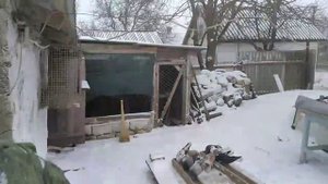 Николаевские голуби.В гостях у Брайченко С.А