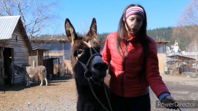 Обучение осла (пони). Заездка ослика. Как легко обучить (заездить) осла,.