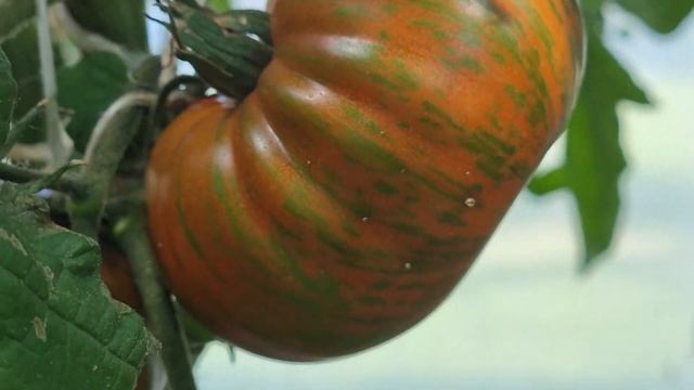 у кого в России самый длинный перец Thunder Mountain Longhorn смотреть онлайн