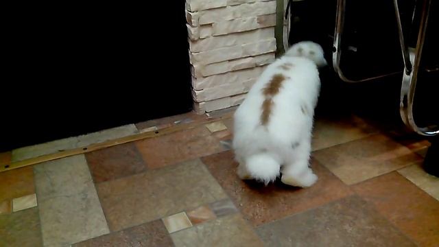 Первая прогулка кролик "Вислоухий баран" смотреть онлайн