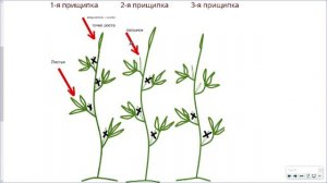 13_Физиология растений