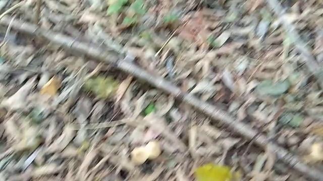 Опята сезон 2018, такого я не видел! Киевская область смотреть онлайн