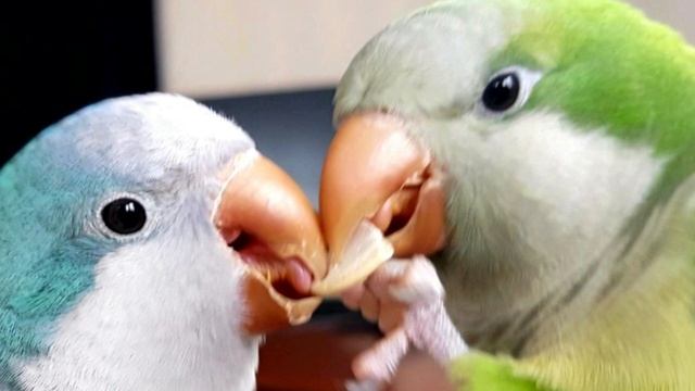 ПТИЦА СЧАСТЬЯ! УЧИМ ПОПУГАЯ ПЕТЬ ПЕСЕНКУ. УРОК ДЛЯ ПОПУГАЯ.
