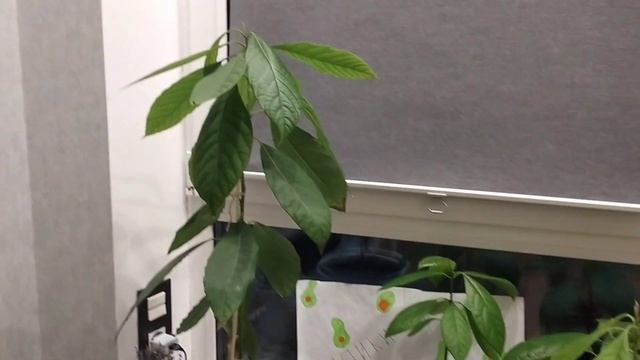 что делать если у авокадо почернели листья смотреть онлайн