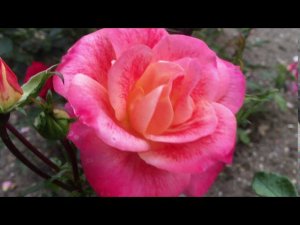 2020 Rose Airbrush- Роза Эирбраш