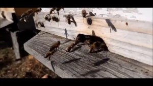 Пчёлы тащат обножку посреди октября