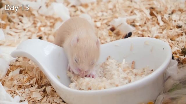 Day 1 to 15: Baby Hamsters Growing Up | Paprika x Pineapple 2021 смотреть онлайн