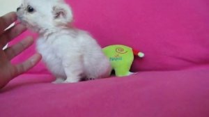 Невероятной красоты карманная собачка!