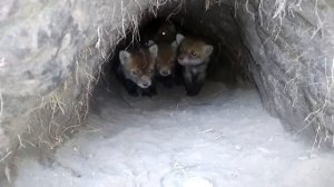 Охота на лису. Лисята в норе. Нападение лисы на человека. Как себе ведут лисята