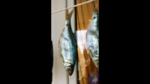 Ляпота. #Shorts