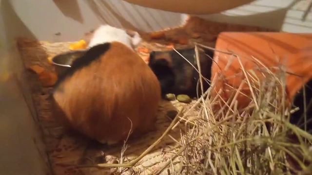 Жизнь морских свинок. корм для свинок смотреть онлайн