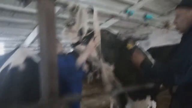 Магнитный зонд ставимо корові