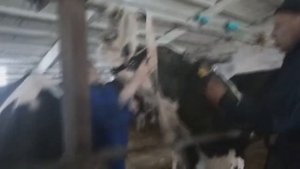 Магнитный зонд ставимо корові