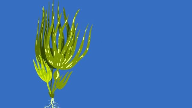 What Is Algae? | What are the uses of algae? | Learn about the different types of algae for kids