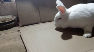 Кролики породы Нзб. Отзыв о этих кроликах.