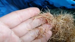 Собрала иголки лиственницы.