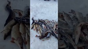 Щука на жерлицы  Первая весенняя рыбалка💣💣🐟🐟🐟