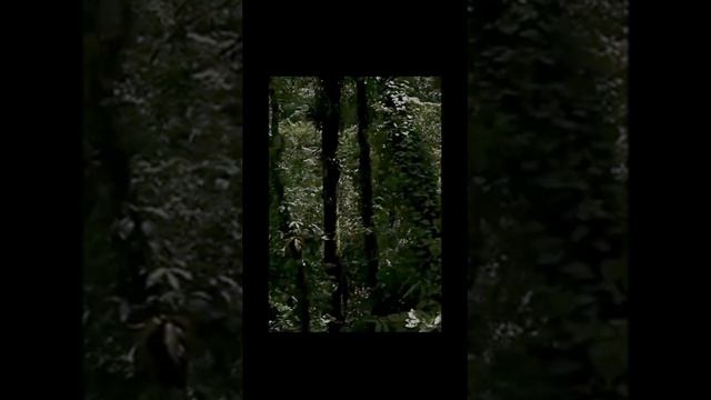 Звук природы. Пение соловья ночью в лесу