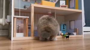 кролик декоративный играет с куклами