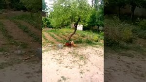 петушиные бои