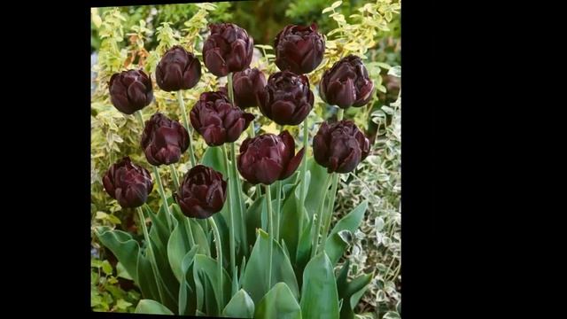 #Тюльпаны3 #Цветы для сада и бизнеса от Ольги Шевчук смотреть онлайн