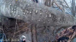 Весенняя охота на утку с чучелами.