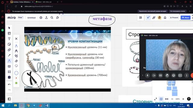 Ядро и хромосомы